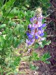 lupine