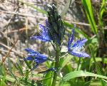 camas