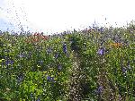 Wildflower path