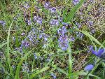 Small-flowered Blue-eyed Mary