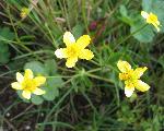 Western buttercups