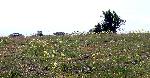 Death camas on the Redoubt Road
