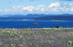 Camas and Death Camas field on Griffin Bay