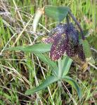 Chocolate Lily on the Prairie.