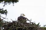 Bald Eagle Returns