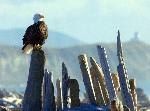 Windy Eagle at South Beach