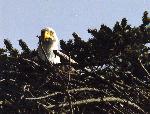 Eagle at Home