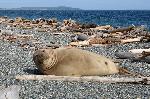 Elephant Seal at South Beach