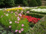 The Flower Beds at English Camp
