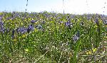 Wildflowers on the Redoubt