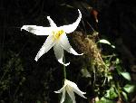 Faun Lily