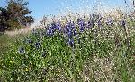 Wildflowers on the Prairie