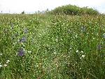 Wildflowers on the Prairie
