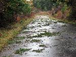 American Camp Entrance Road Following High Winds