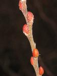 Buds