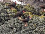 Oyster Catchers on the Rocks at American Camp