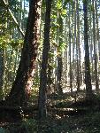Woodland at English Camp