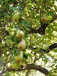 Pears on Parade
