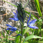 camas blossom
