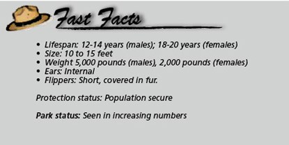 Fast Facts_elephant seal