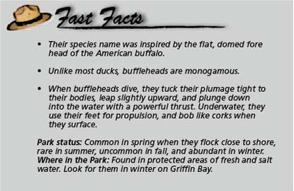 Fast facts Bufflehead