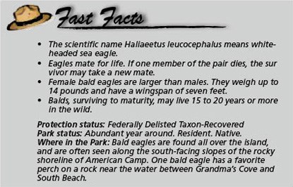 Fast Facts Eagles