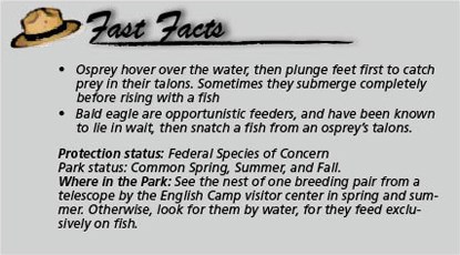 Fast Facts Osprey