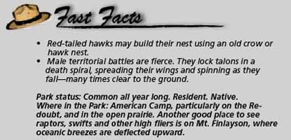 Red-tailed hawk Fast Facts