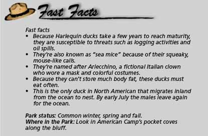 Fast facts Harlequin duck
