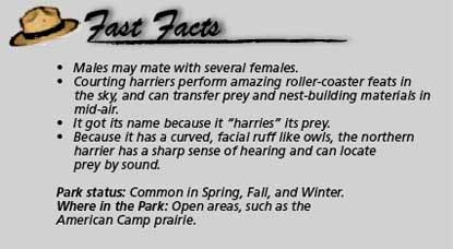 Fast facts Northern harrier
