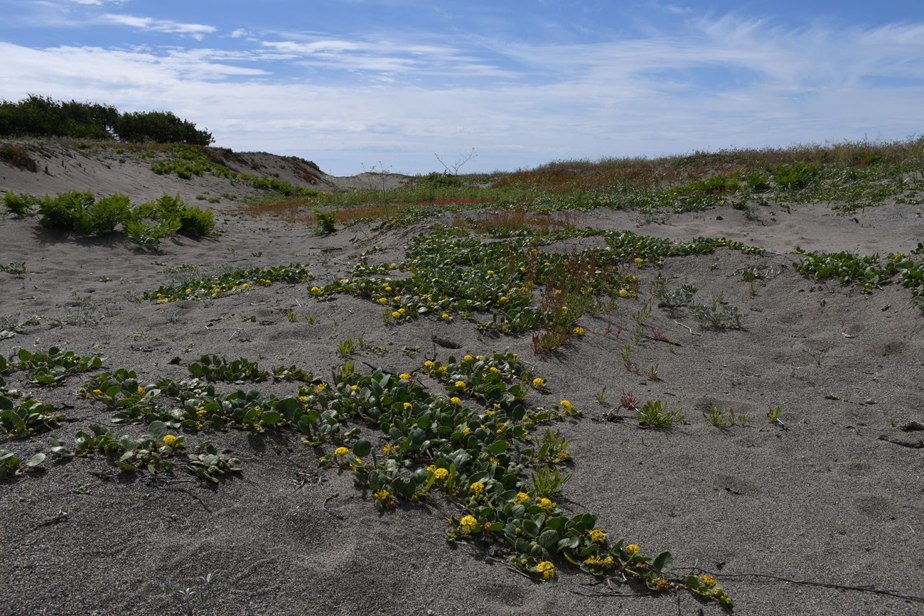 zoomed out view of the dunes with its yellow flowers with round green leaves and sand. The also visible sky is blue, and there are dune grasses and trees farther back