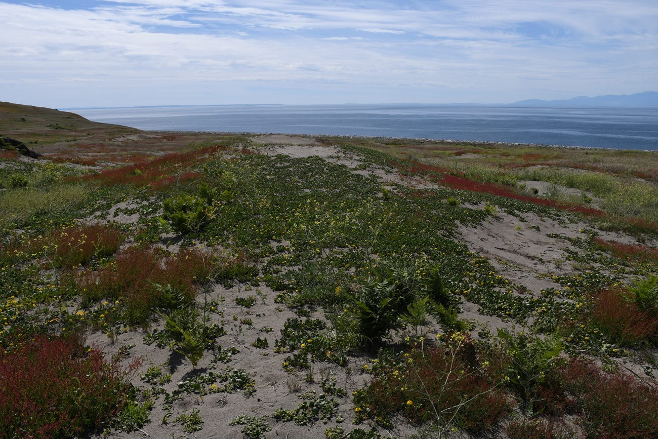 sand dunes with green plants and yellow flowers. in the background is a body of water and mountains