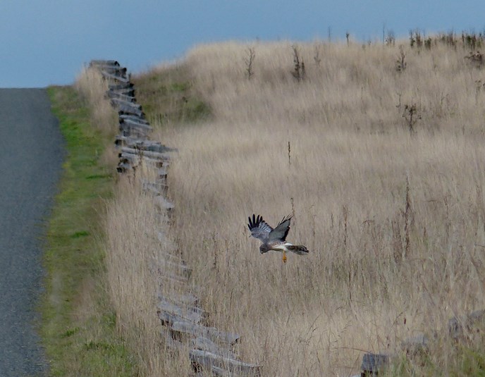 Northern Harrier hunting