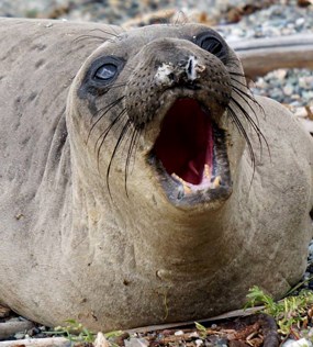Young Elephant Seal Molting