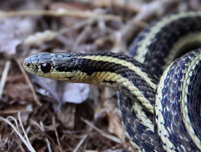 northwestern garter snake_2