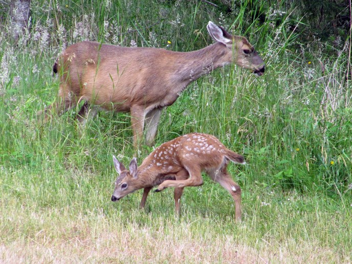 summer_2009_doe_and_her_fawn