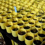 Color photograph of dozens of symmetrically organized yellow pots with potting soil and seedlings in them.