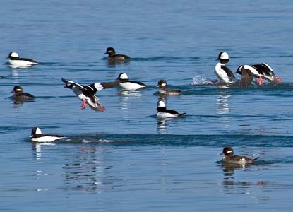 ducks