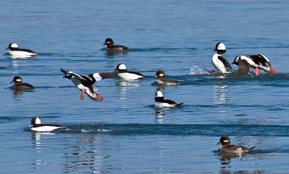 Bufflehead ducks on Griffin Bay, San Juan Island.