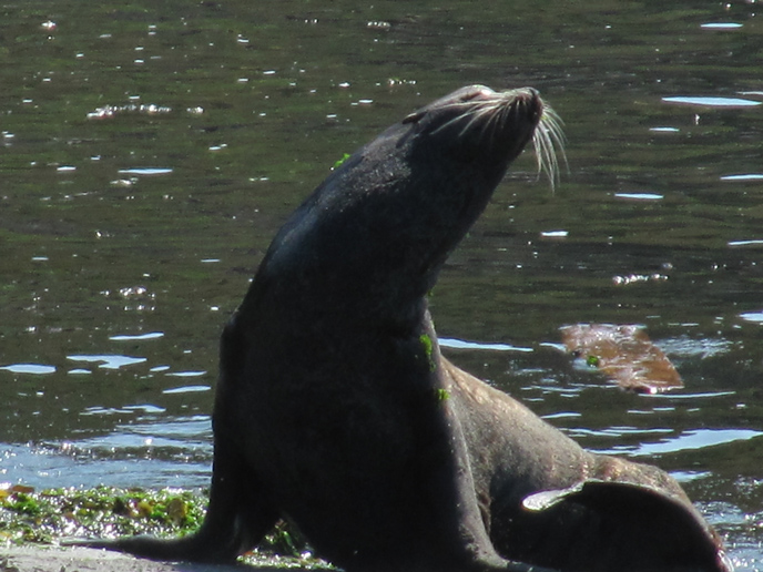 California-Sea-Lion