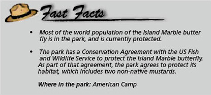 Fast facts Island Marble Butterfly