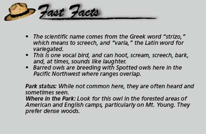 Fast Facts barred owl
