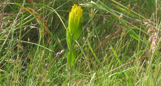 Golden Paintbrush Reintroduction at AC (23 June, 2010) 009