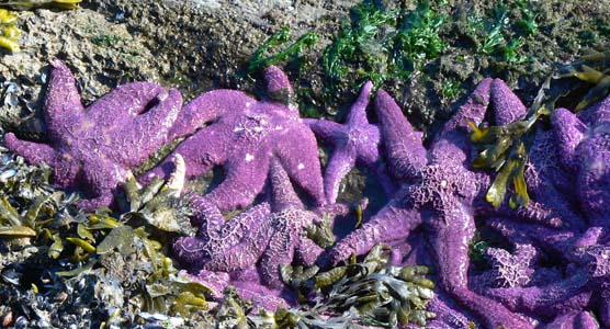 Purple Seastars