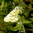 Island Marble Butterfly