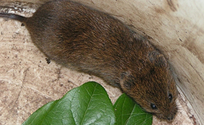 TownsendsVole