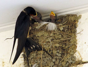 Swallows at American Camp