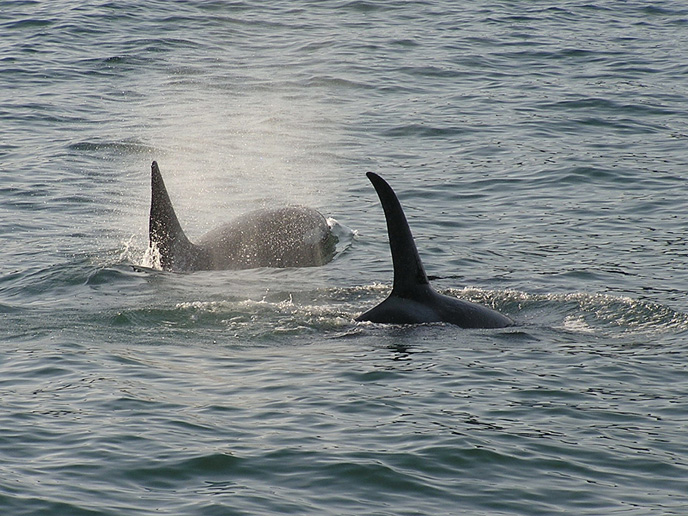 orca)glides by off Lime Kiln State park on the west side of San ...