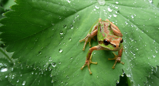 Pacific Chorus frog