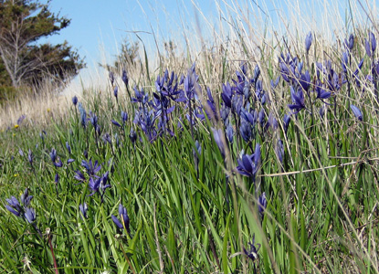 camas